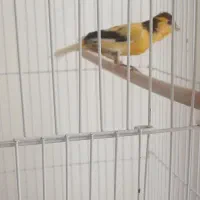 قناری ابلغ نر و جوان