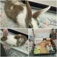فروش خرگوش