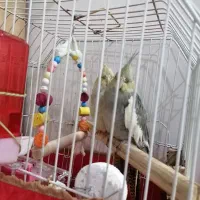 عروس هلندی|پرنده|قم, ولیعصر|دیوار