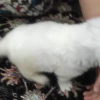 سگ پودل بچه|سگ|فردیس, سرحدی|دیوار