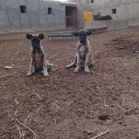 توله سگ کانگال