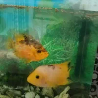 ماهی پرت خیلی بزرگ