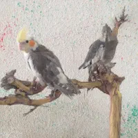 عروس هلندی