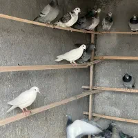 کبوتر پلاکی المانی