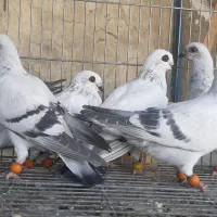 شامی سوری|پرنده|لار, |دیوار