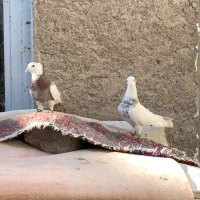 جفت کلفه سرول