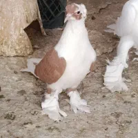 کبوتر ابلاغ