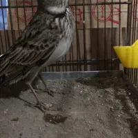 سهره خاکی قناری سهره