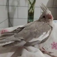 فروش عروس هلندی نر و ماده|پرنده|کرمان, |دیوار