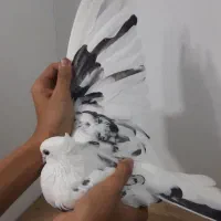 کفتر ماده نوک ریز چشم تا به تا