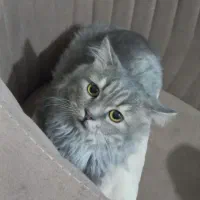 پرشین ۱ونیم ساله