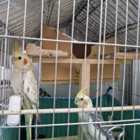 عروس هلندی جفت با تخم