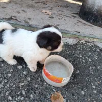 چند قلاده سگ پاکوتاه واگذار می‌شود شترو تریر