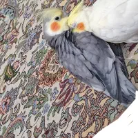 عروس هلندی ماده لوتینو