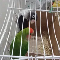 جفت طوطی برزیلی|پرنده|حمیدیه, |دیوار