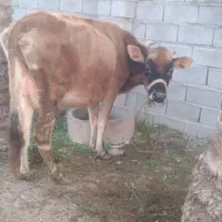 گاو گوساله بمی شیری|حیوانات مزرعه|بندرعباس, |دیوار