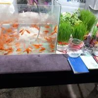 ماهی وگل و سبزه