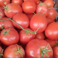 عرضه مستقیم گوجه فرنگی لوکس