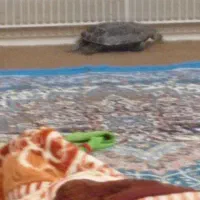 حیوان خانگی