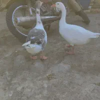 غاز تخم گذار|حیوانات مزرعه|بهشهر, |دیوار