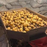 با سلام انواع واریته سیب زمینی بذری