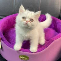 گربه اسکاتیش بریتیش پرشین|گربه|سقز, |دیوار