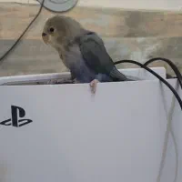 جوجه دوماهه طوطی برزیلی|پرنده|ری, دولتآباد|دیوار