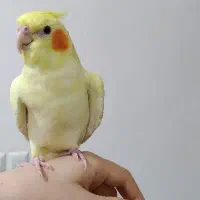 گمشده اسلامشهر