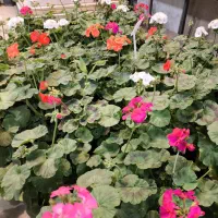 گل و گیاه آپارتمانی شمعدونی