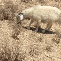 30عدد بز ابست 30روز دیگه میزاین