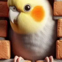 معاوضه عروس هلندی