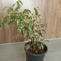 گل اپارتمانی بنجامین ابلق|گل و گیاه طبیعی|شاهینشهر, شهرک هشت بهشت|دیوار