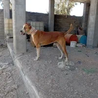سگ تربیت شده