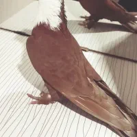 کبوتر کفتر کربلایی کاکلی پرشی