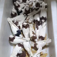کفتر طوقی فروشی
