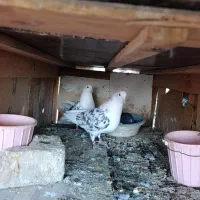 عشق به آسمان|پرنده|مینودشت, |دیوار