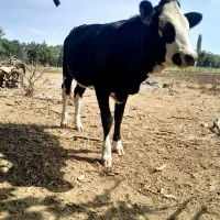 گوساله تلسیه سیمینتال ۷ماه