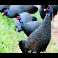 جوجه شاخدار زینتی روسی معاوضه با بوقلمون