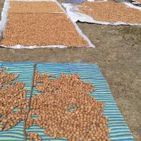 گردو|خوردنی و آشامیدنی|خلخال, |دیوار