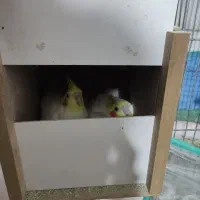 عروس هلندی لوتینو