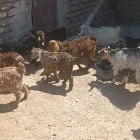بزغاله بز