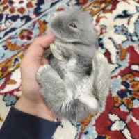 خرگوش کوچیک بازیگوش|موش و خرگوش|تبریز, |دیوار