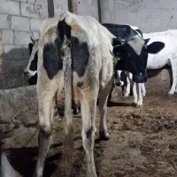 گاوشیری تازه زاشکم دوم|حیوانات مزرعه|قصابه, |دیوار