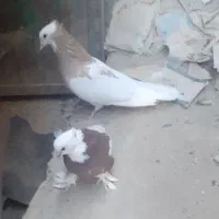 کبوترطوقی|پرنده|خاش, |دیوار