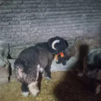 بره قوچی اصل|حیوانات مزرعه|کوهرنگ, |دیوار