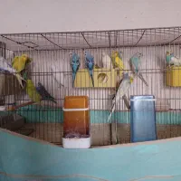 مرغ عشق|پرنده|اردکان, |دیوار