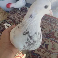 کبوتر کله دم|پرنده|خان ببین, |دیوار