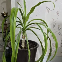 فروش گیاه برگ‌ ذرتی