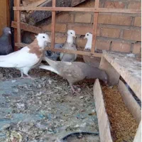 طوقی و دم سفید