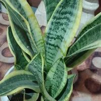 گل شمشیری|گل و گیاه طبیعی|تالش, هشتپر|دیوار